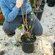 Simegarden Philadelphus virginalis