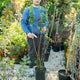 Simegarden Philadelphus virginalis