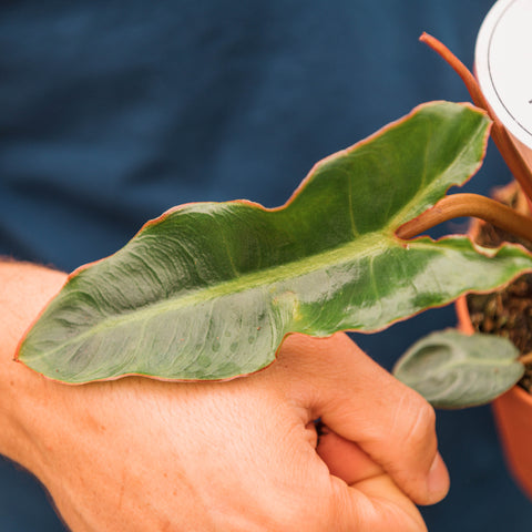 Simegarden Philodendron billietiae