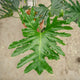 Simegarden Philodendron bipinnatifidum 24 cm