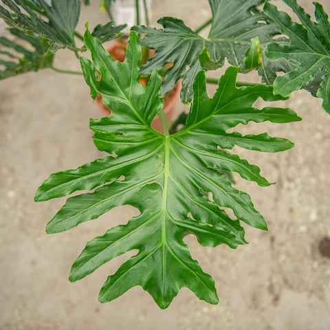 Simegarden Philodendron bipinnatifidum 24 cm
