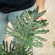 Simegarden Philodendron bipinnatifidum 24 cm