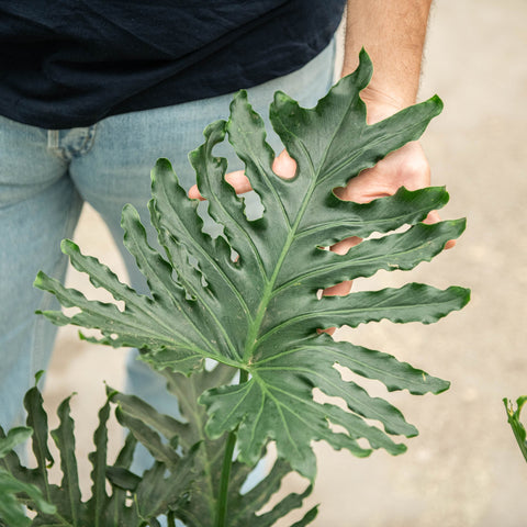Simegarden Philodendron bipinnatifidum 24 cm