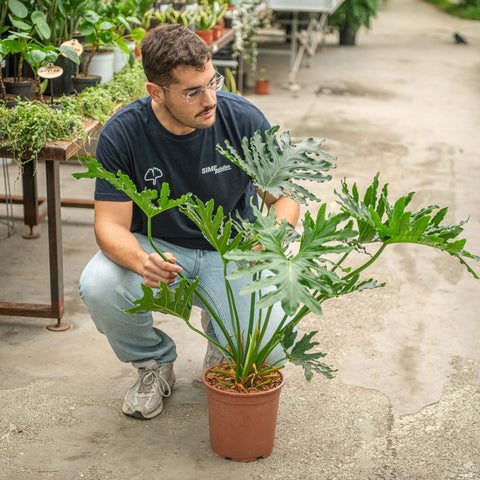 Simegarden Philodendron bipinnatifidum 24 cm