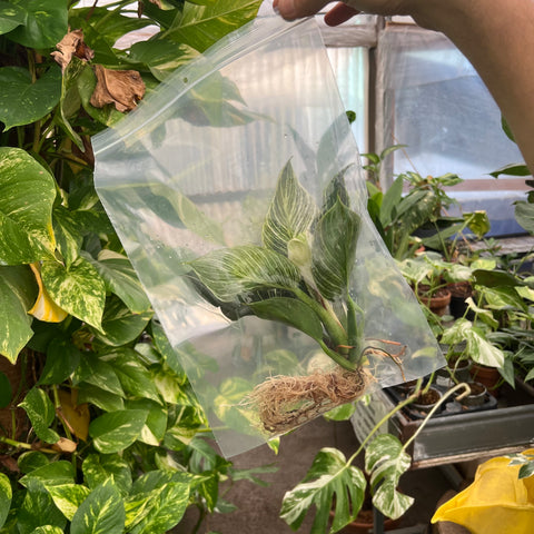 Simegarden Philodendron birkin in idrocoltura Grande