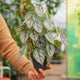 Simegarden Philodendron brandtianum 12 cm