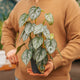 Simegarden Philodendron brandtianum 12 cm