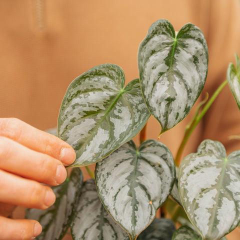 Simegarden Philodendron brandtianum 12 cm