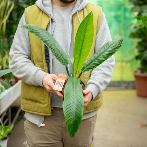 Simegarden Philodendron campii 14 cm