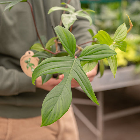 Simegarden Philodendron florida green 12 cm