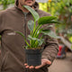 Simegarden Philodendron green princess 12 cm