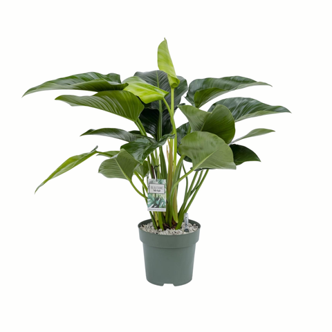 Simegarden Philodendron imperial green 27 cm - XXL