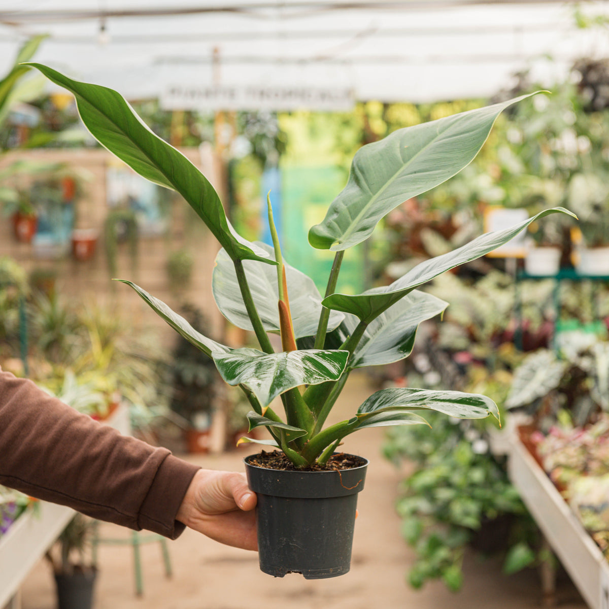 Philodendron imperial green – Simegarden