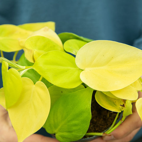 Simegarden Philodendron micans lime 12 cm