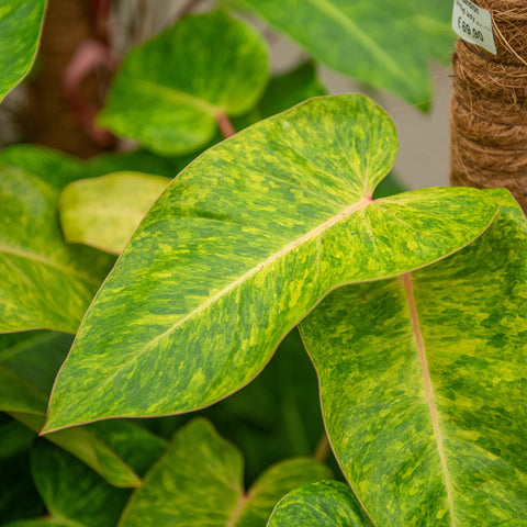 Simegarden Philodendron painted lady 21 cm