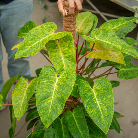 Simegarden Philodendron painted lady 21 cm