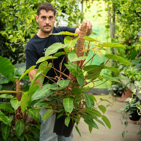 Simegarden Philodendron painted lady 21 cm