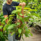 Simegarden Philodendron painted lady 21 cm