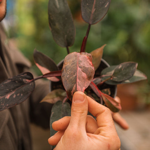 Simegarden Philodendron pink princess