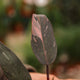 Simegarden Philodendron pink princess