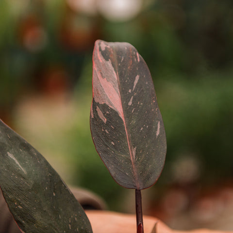 Simegarden Philodendron pink princess