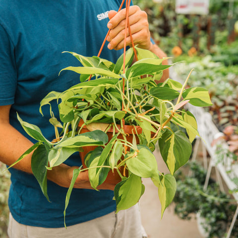 Simegarden Philodendron scandens brasil 20 cm