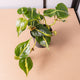Simegarden Philodendron scandens brasil