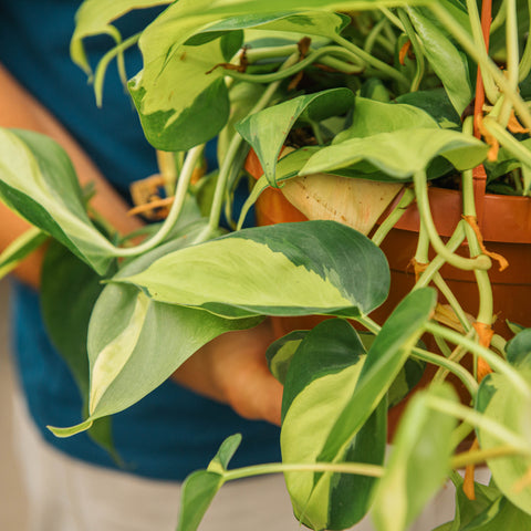 Simegarden Philodendron scandens brasil