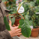 Simegarden Philodendron squamiferum 12 cm
