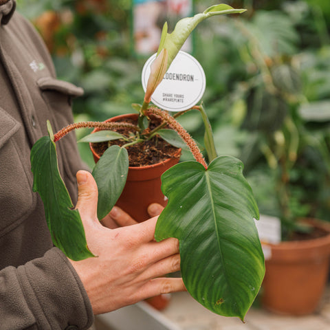 Simegarden Philodendron squamiferum 12 cm