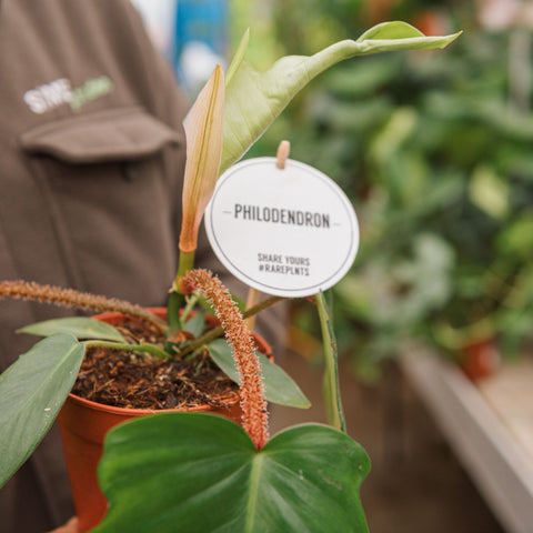 Simegarden Philodendron squamiferum