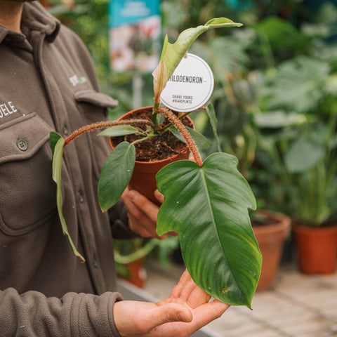 Simegarden Philodendron squamiferum