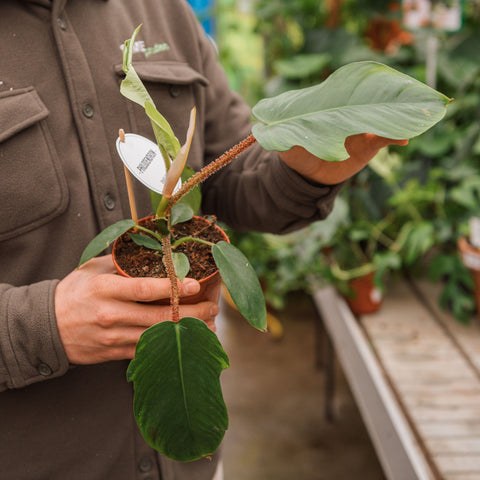 Simegarden Philodendron squamiferum