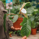 Simegarden Philodendron squamiferum