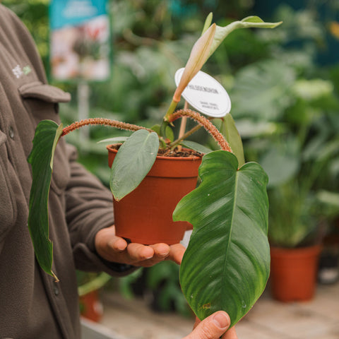 Simegarden Philodendron squamiferum