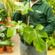 Simegarden Philodendron squamiferum grande 14 cm - pianta da curare