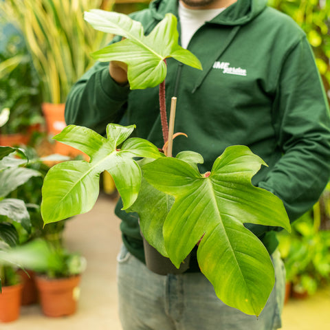 Simegarden Philodendron squamiferum grande 14 cm - pianta da curare