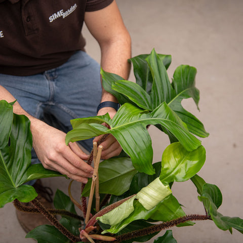 Simegarden Philodendron squamiferum grande