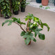 Simegarden Philodendron squamiferum grande