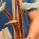 Simegarden Philodendron squamiferum grande