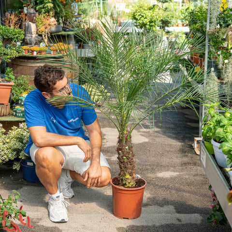 Simegarden Phoenix roebelenii