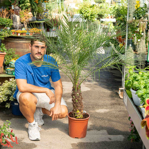 Simegarden Phoenix roebelenii