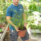 Simegarden Phoenix roebelenii 24 cm - gruppo