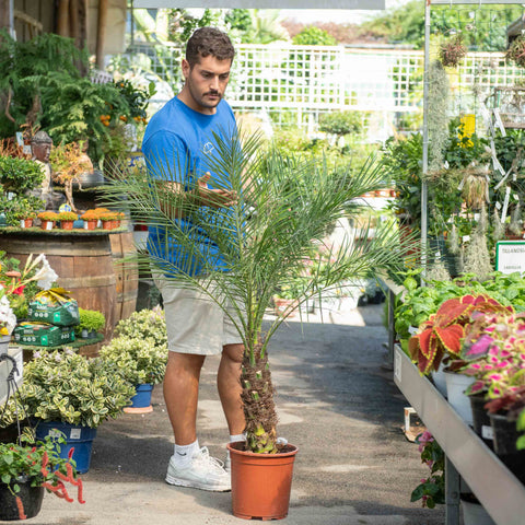 Simegarden Phoenix roebelenii 27 cm - pianta singola