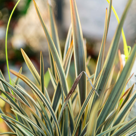 Simegarden Phormium brown sugar 19 cm