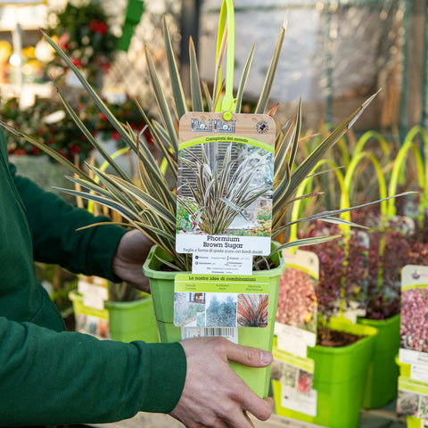 Simegarden Phormium brown sugar 19 cm