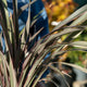 Simegarden Phormium pink stripe 24 cm