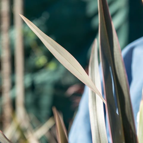 Simegarden Phormium pink stripe 24 cm