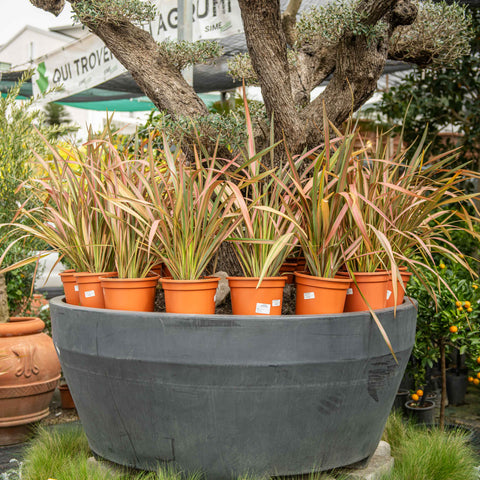 Simegarden Phormium tenax pink flamingo 25 cm