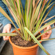 Simegarden Phormium tenax pink flamingo 25 cm